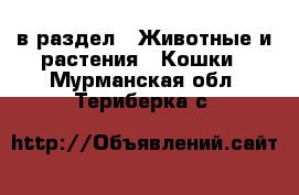  в раздел : Животные и растения » Кошки . Мурманская обл.,Териберка с.